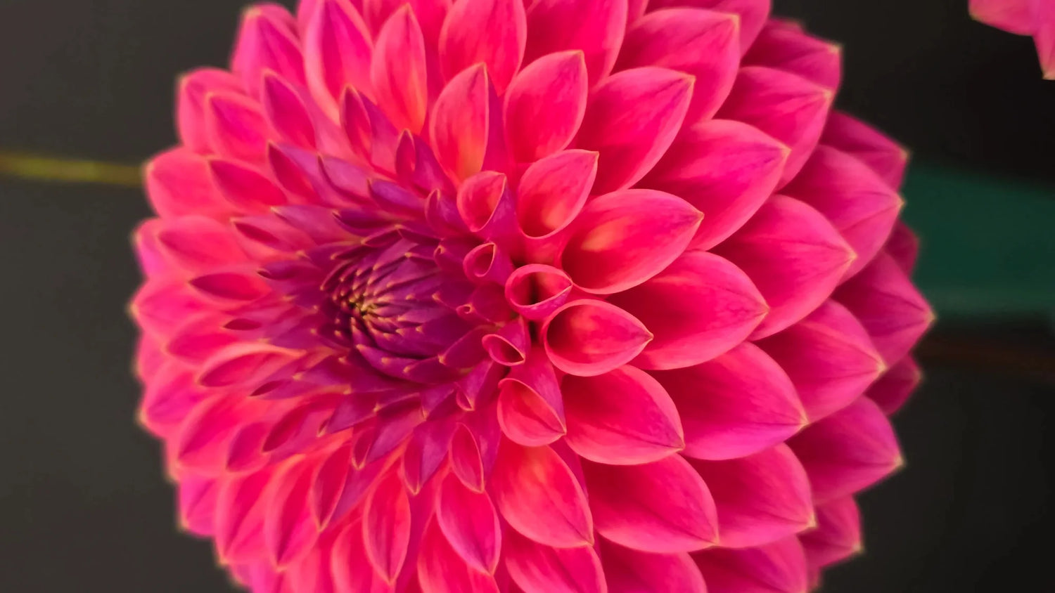 A Blooming Weekend at the Dahlia Festival: A Prelude to the Melbourne International Flower and Garden Show - Herbivore Florals