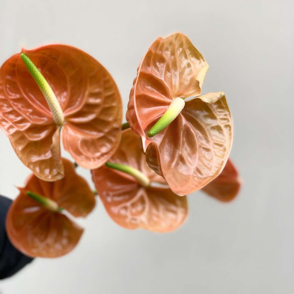 Small bunch of orange anthuriums in a bunch held by one of the Herbivore team