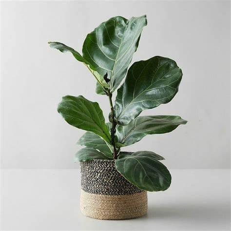 Small Fiddle Leaf fig in a small beige Mr Kitly pot