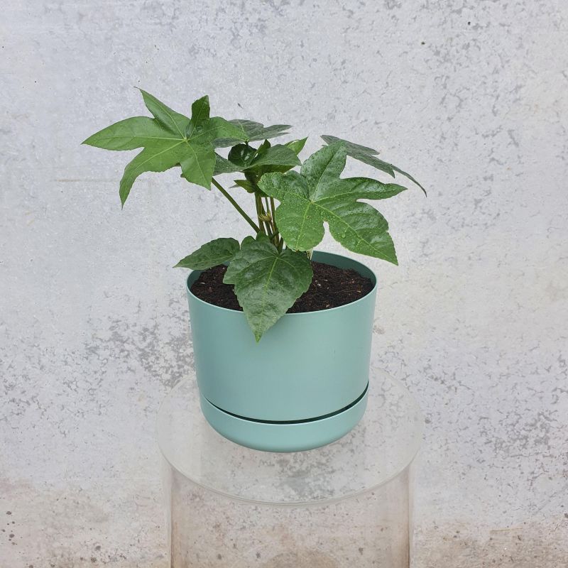 Japanese Aralia - Herbivore Florals