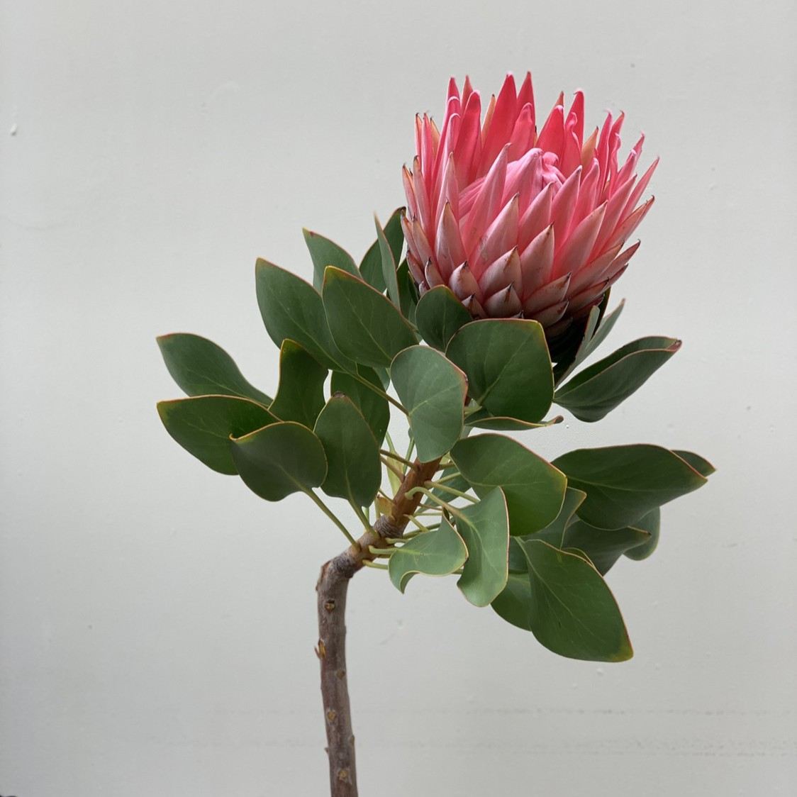 King Protea - Herbivore Florals