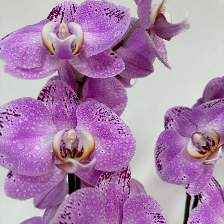 Close up of a small purple orchid plant in a pot in against a grey concrete background