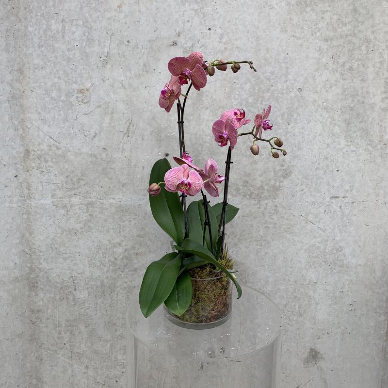 Small purple orchid plant in a pot in against a grey concrete background