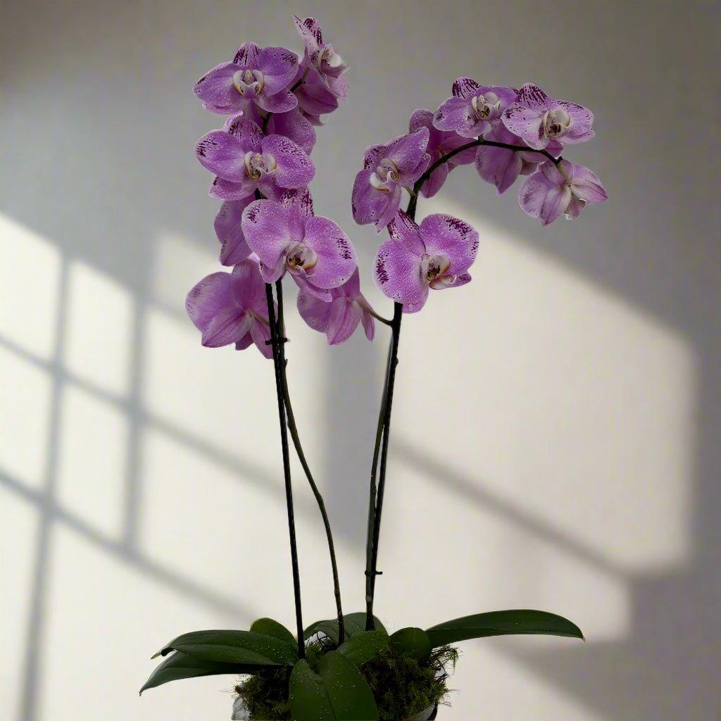 Small purple orchid plant in a pot in the morning sunlight