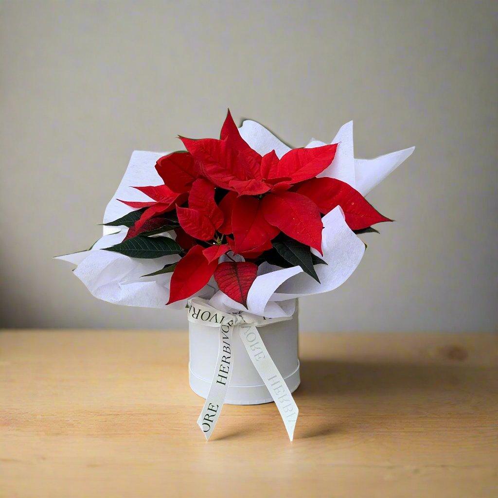 Poinsettia Plants - Herbivore Florals