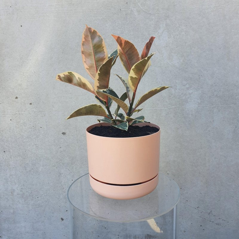 Rubber Pant - Herbivore Florals