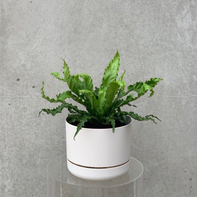 birds nest fern for sale brisbane Bird's Nest Fern – Herbivore Florals