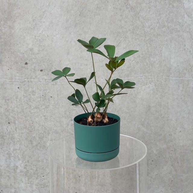 Small cardboard plant in a small green mr kitly self watering pot