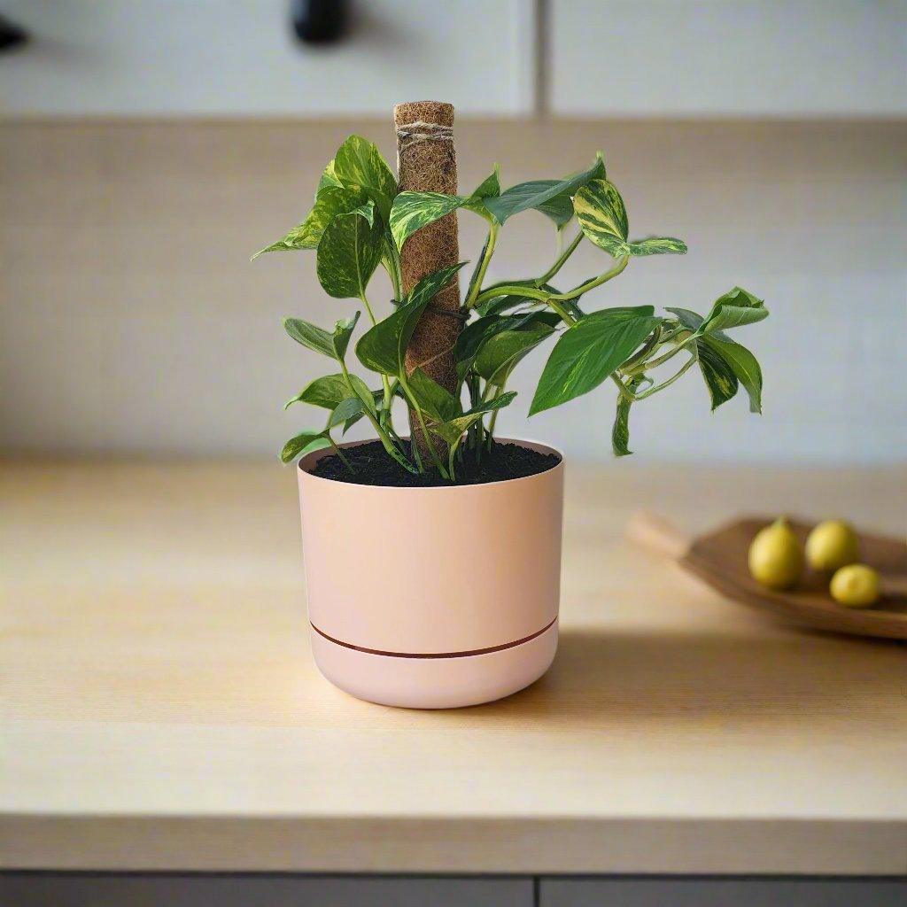 Small Devil's Ivy plant in a beige coloured Mr Kitly pot