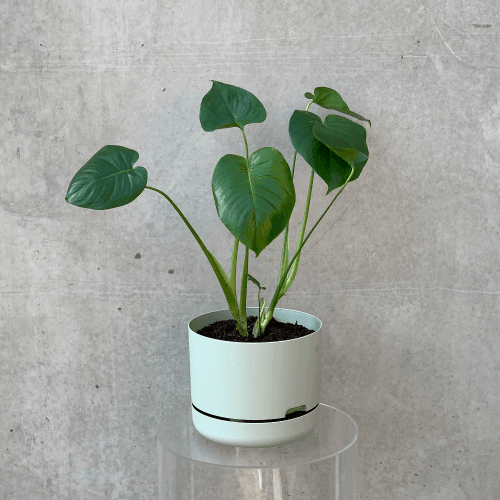 Small monstera plant in a small Mr Kitly self watering pot