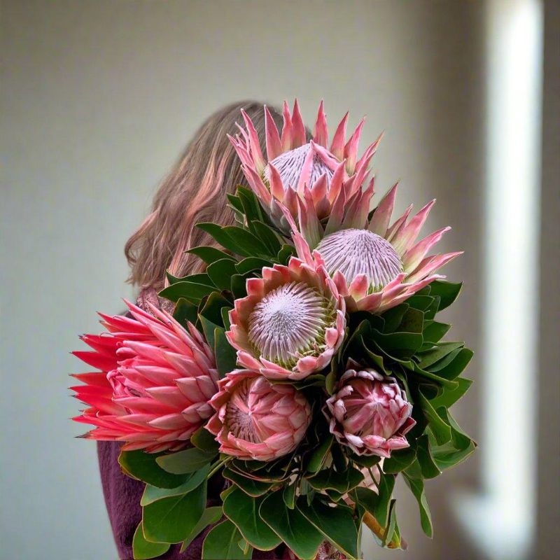 Bunch of King Proteas being held by a Herbivore team member