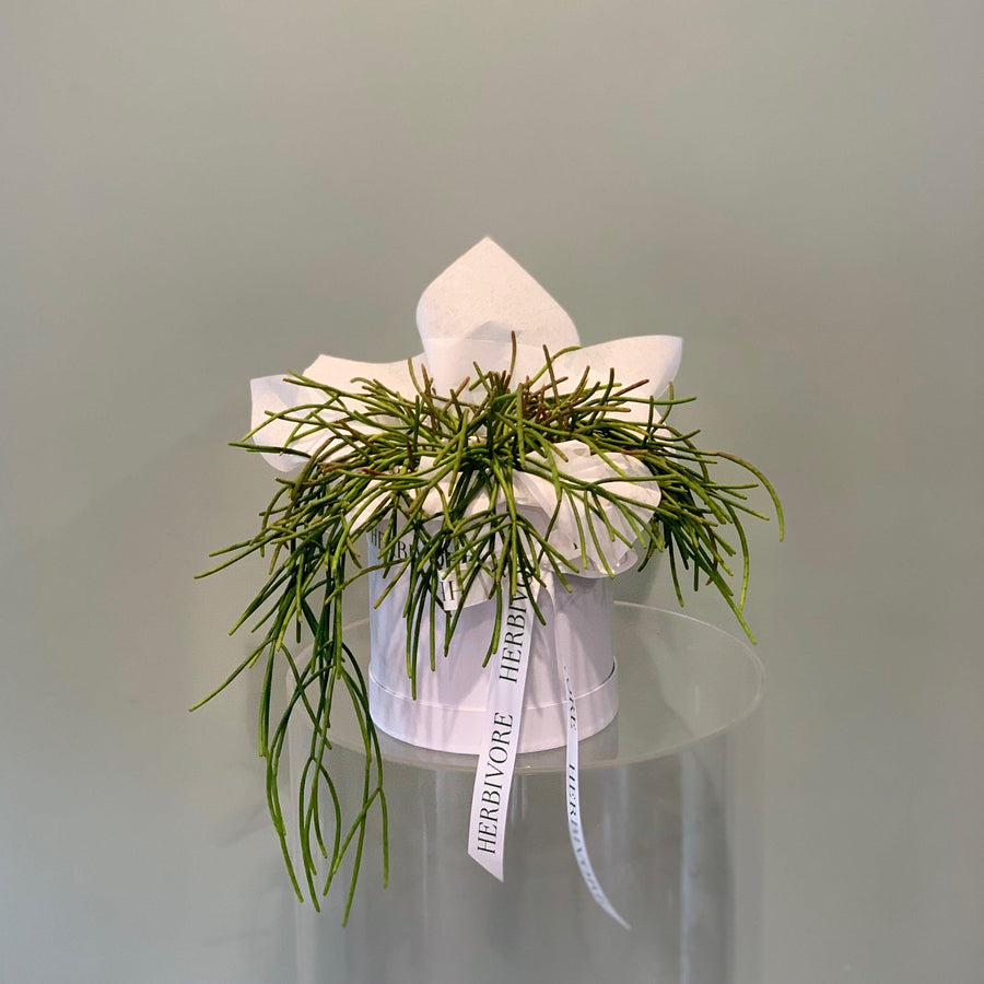 Mistletoe Cactus