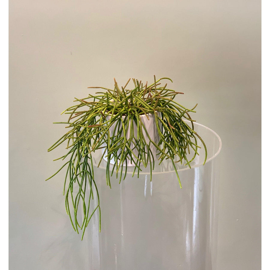 Mistletoe Cactus