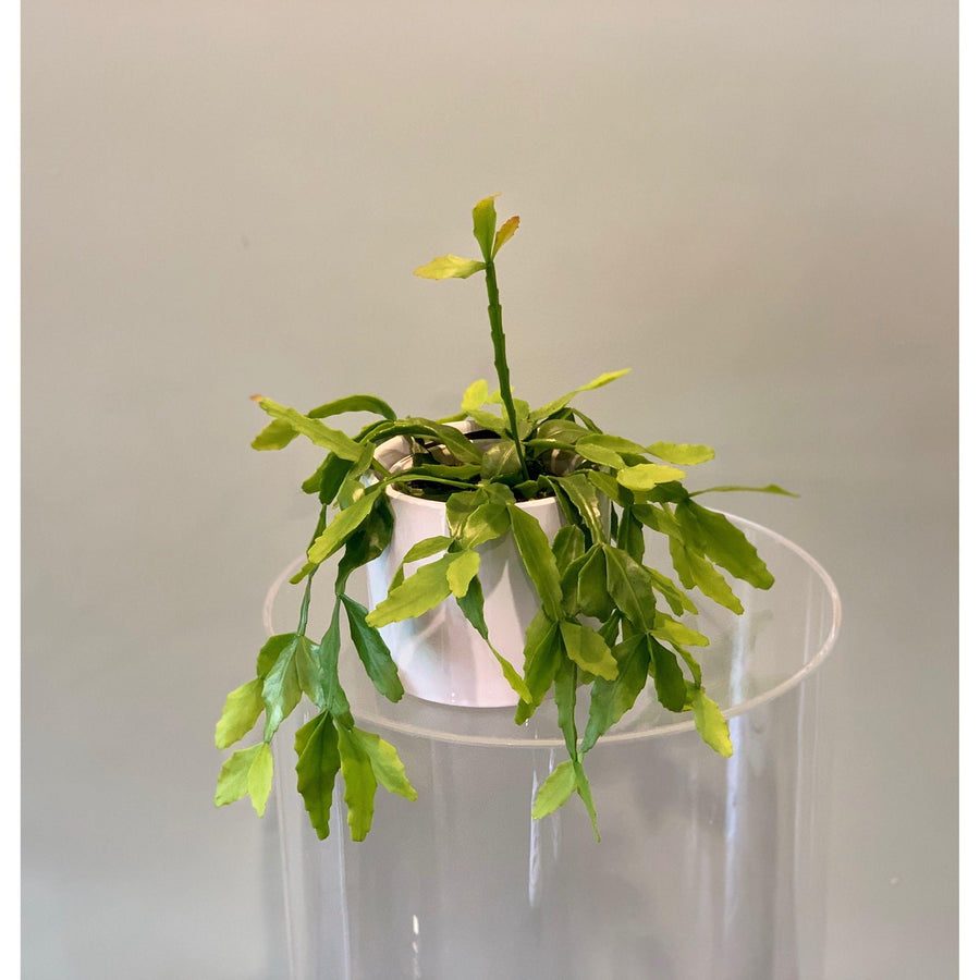 Mistletoe Cactus