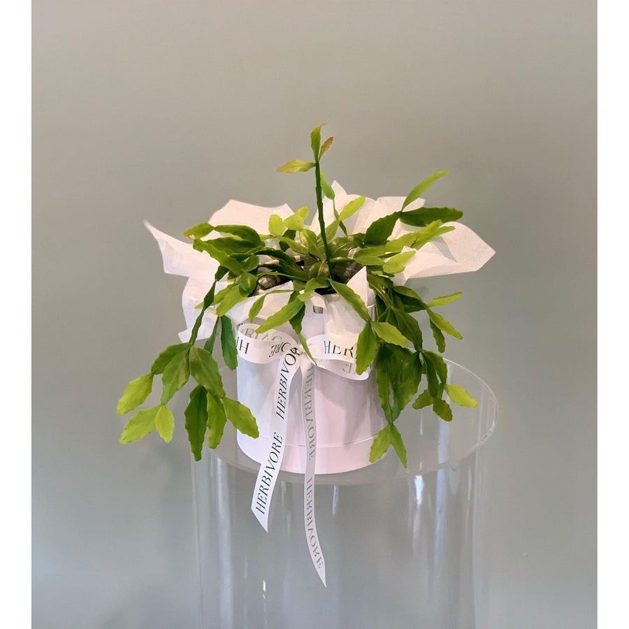 Mistletoe Cactus