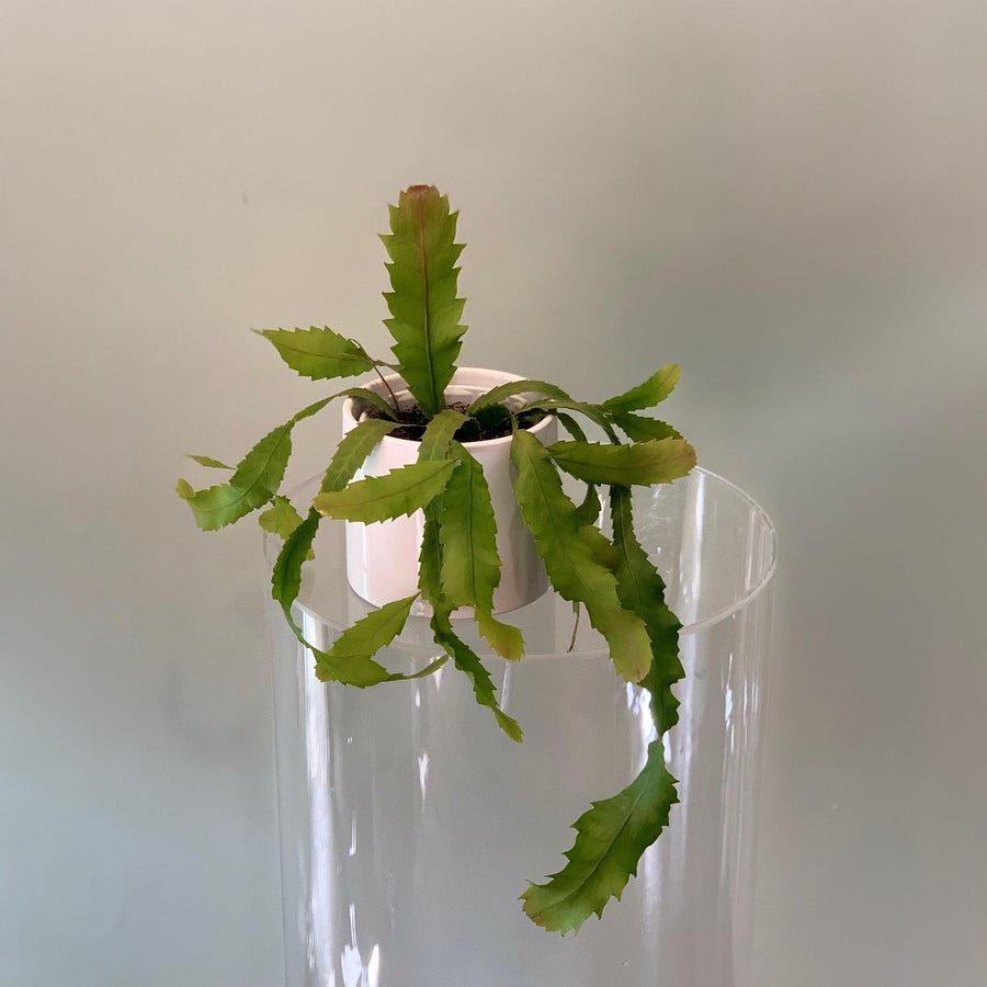 Mistletoe Cactus
