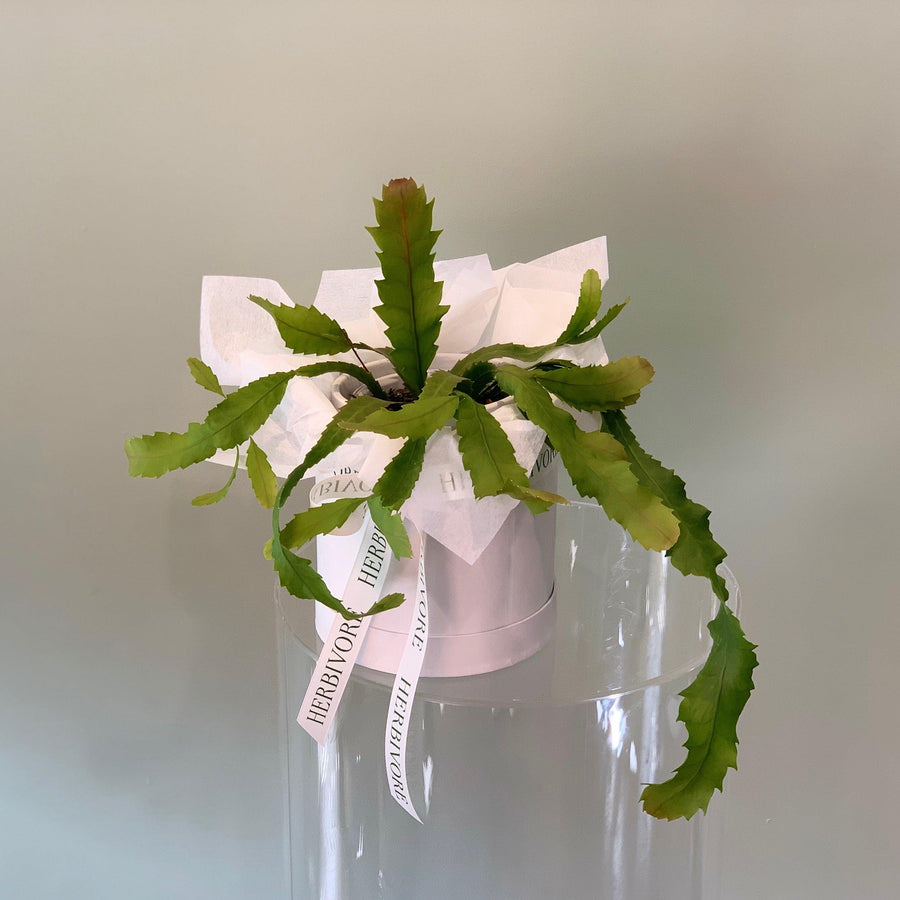 Mistletoe Cactus