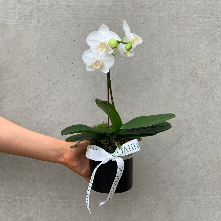 Small white orchid plant in black pot being held