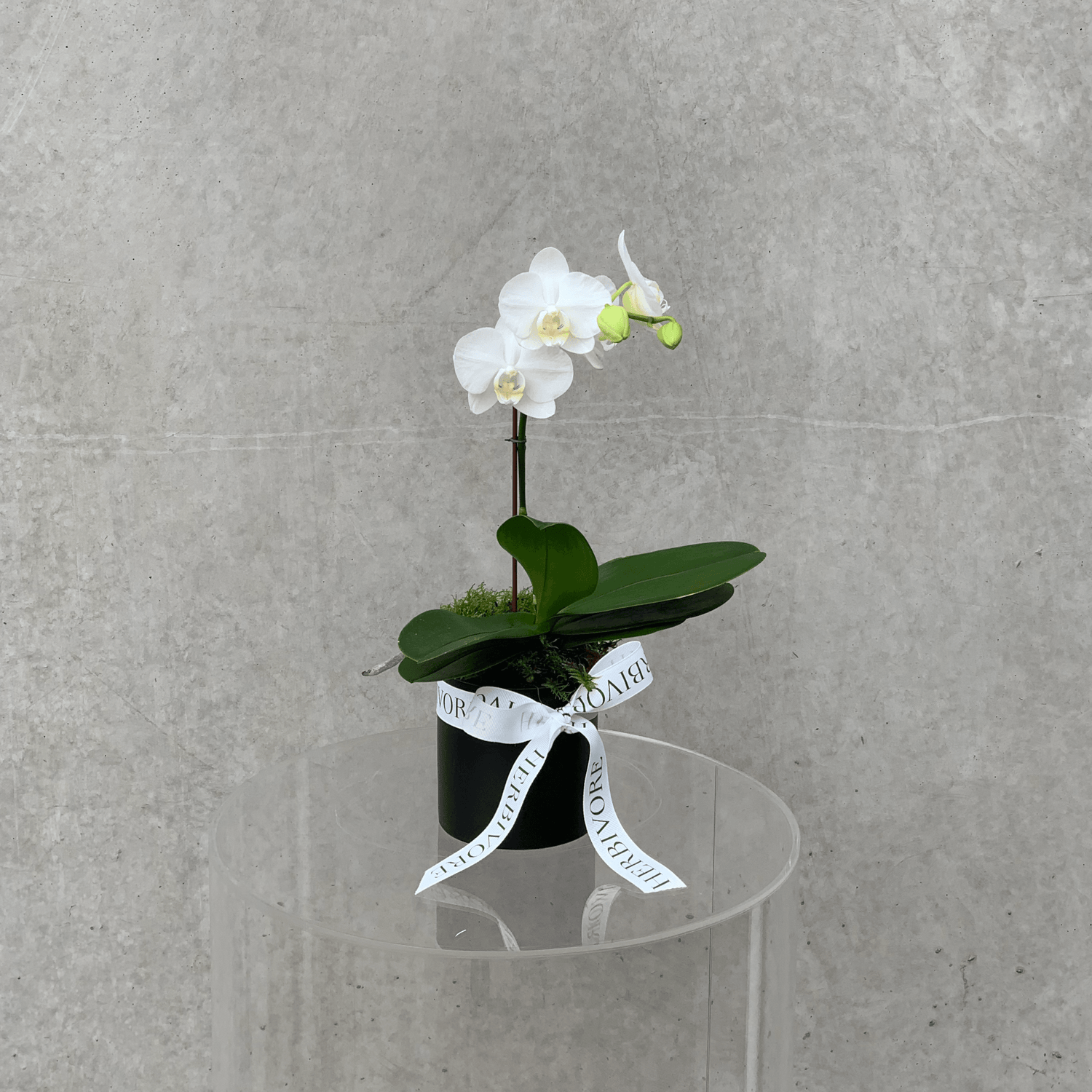 Small white orchid plant in black pot on pedestal