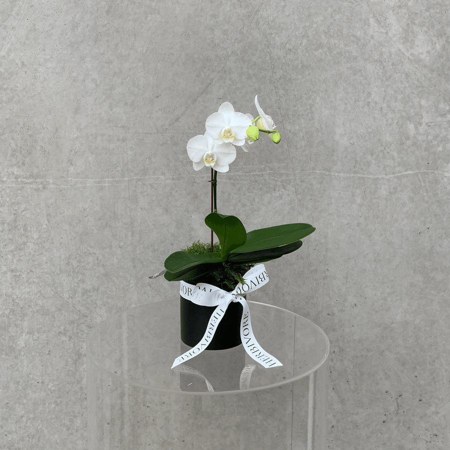 Small white orchid plant in black pot on pedestal