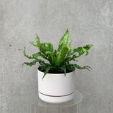 Small birds nest fern in a small white mr kitly self watering pot