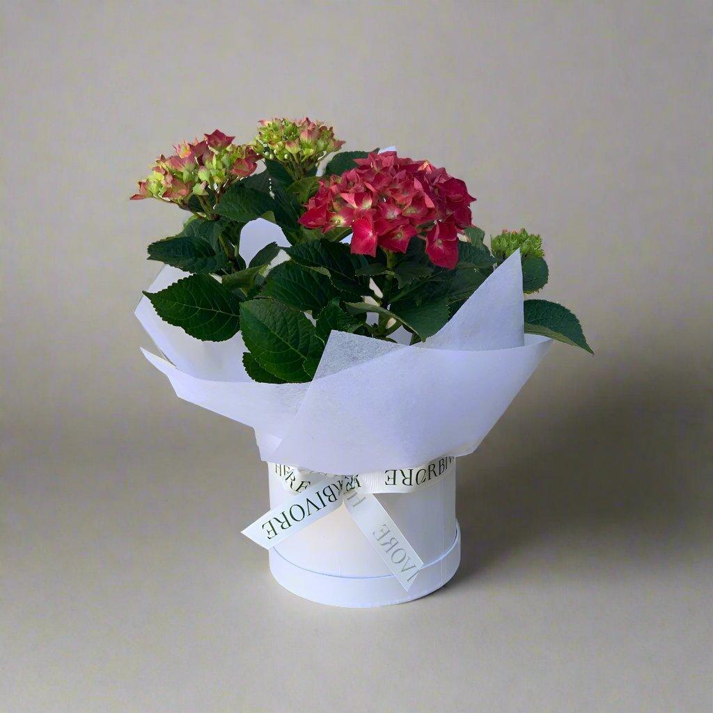 Hydrangea Plant - Herbivore Florals