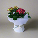 Hydrangea Plant - Herbivore Florals